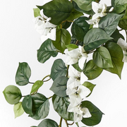 Ronis Bougainvillea Hanging Bush White 70cml