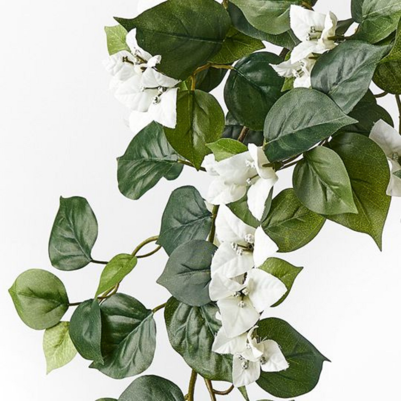 Ronis Bougainvillea Hanging Bush White 70cml