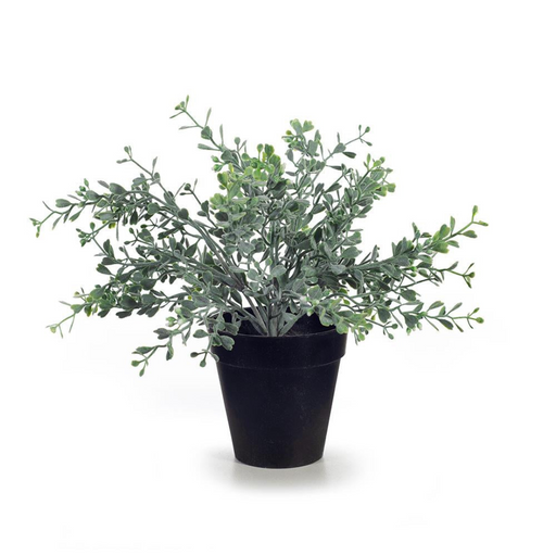 Ronis Boxwood Berry Bush in Pot Grey Green 24cmh