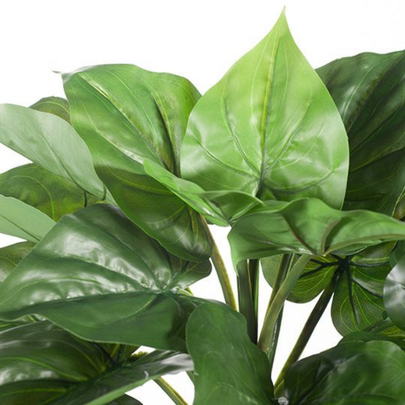 Ronis Caladium Bush Green 50cml