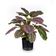 Ronis Calathea Plant Green Mauve 50cmh – thumbnail