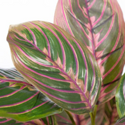 Ronis Calathea Plant Green Mauve 50cmh – thumbnail