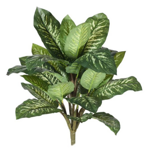 Ronis Dieffenbachia Bush Green White 47cml