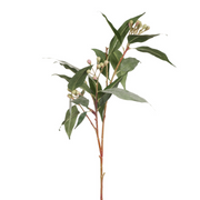 Ronis Eucalyptus Seed Spray Grey Green 91cml