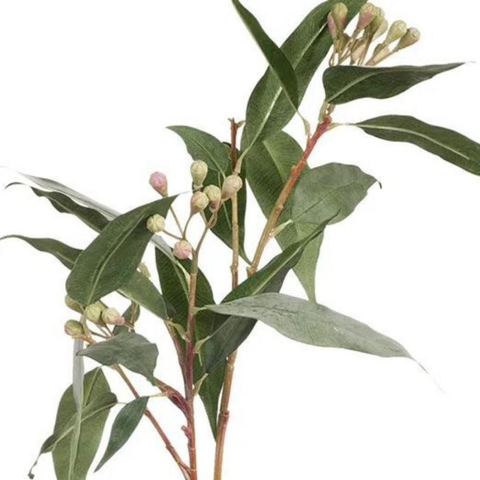 Ronis Eucalyptus Seed Spray Grey Green 91cml