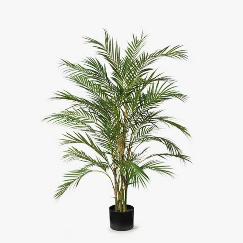 Palm Phoenix Green 107cmh