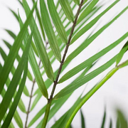 Palm Phoenix Green 107cmh – thumbnail