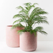 Palm Phoenix Green 107cmh – thumbnail