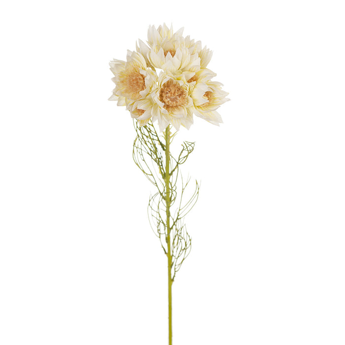 ARTIFICIAL FLOWER™ Blushing Bride Cream (63cml)