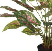 Caladium in Pot Green 48cmh – thumbnail
