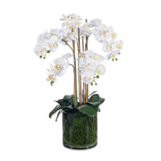 Orchid Phalaenopsis in Vase White 70cmh – thumbnail
