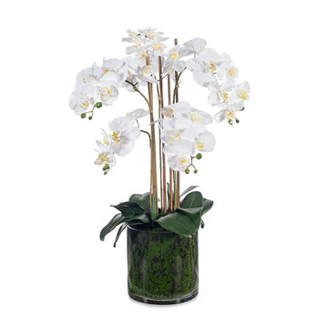 Orchid Phalaenopsis in Vase White 70cmh