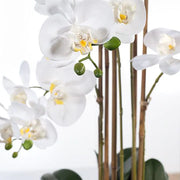Orchid Phalaenopsis in Vase White 70cmh – thumbnail