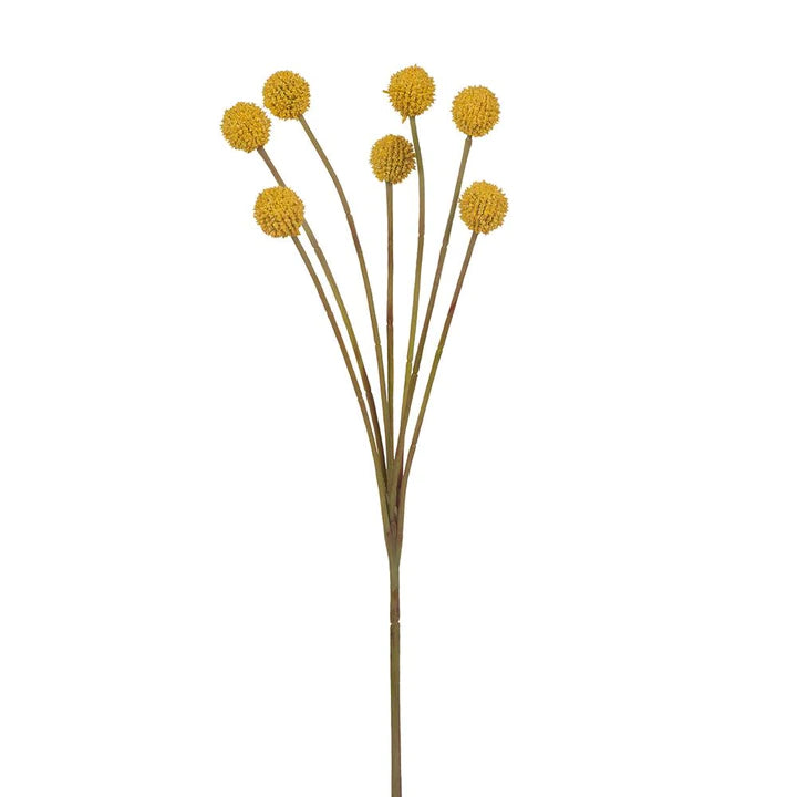 Billy Button x7 Yellow (62cml)