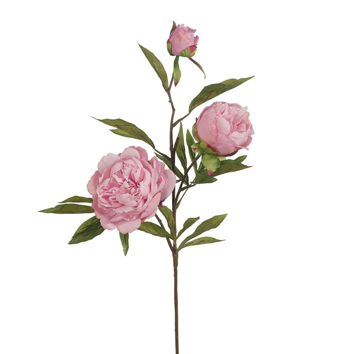 Peony x3 Light Pink 74cml