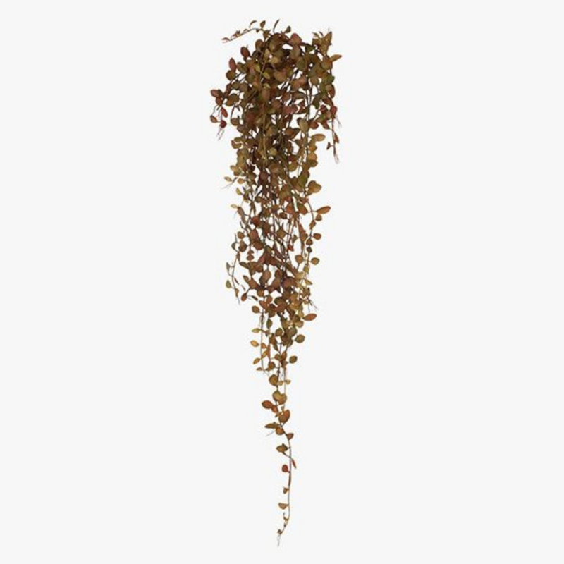 Ronis Fern Button Hanging Bush Rust 94cml