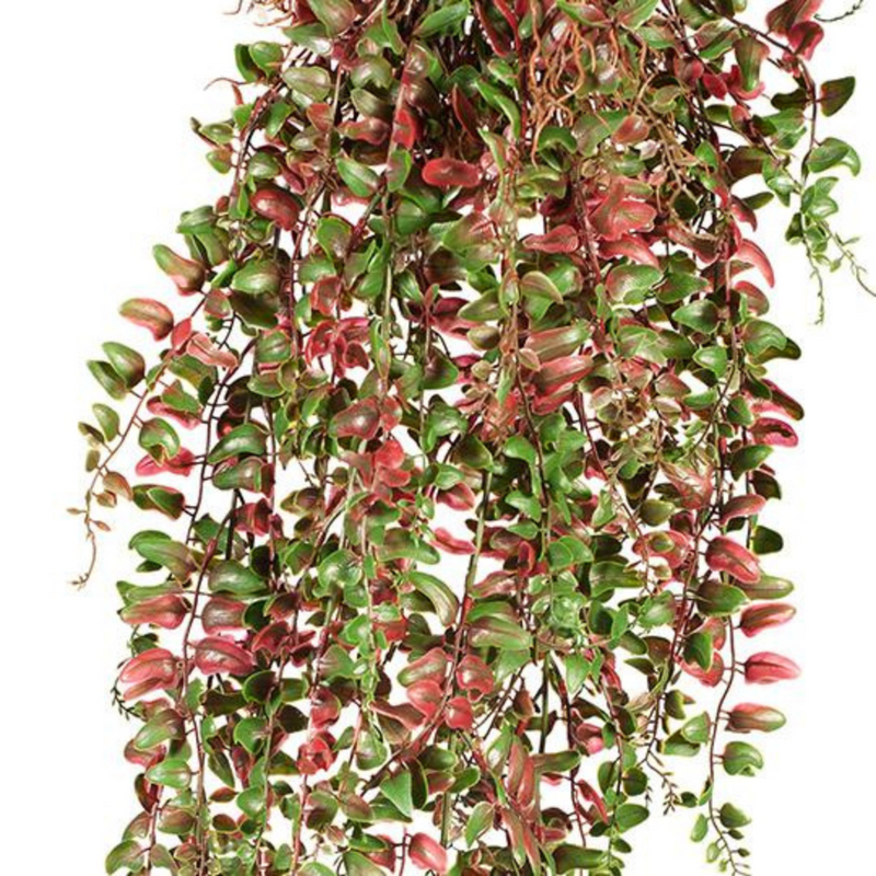 Ronis Fern Pond Hanging Bush Burgundy Green 81cml