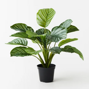 Artificial Calathea Plant 40cmh Green
