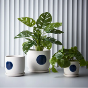 Artificial Monstera Adansonii 53cmh Green – thumbnail