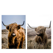 Ronis Framed Canvas Highland Horns 100x140cm Assorted