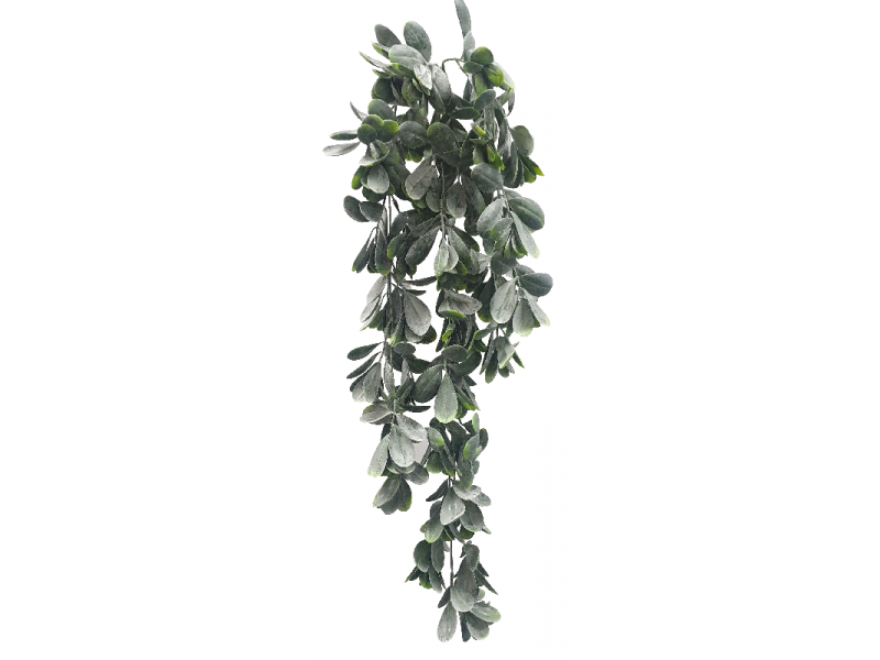 Hanging Jade Plant