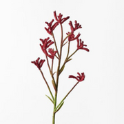 Ronis Kangaroo Paw Burgundy 71cml