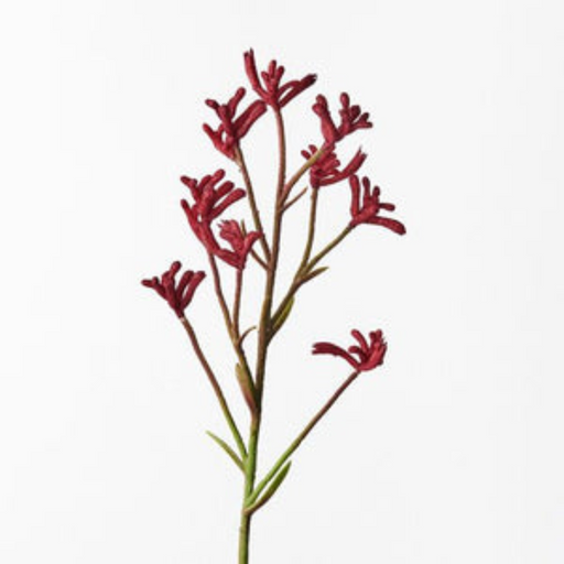 Ronis Kangaroo Paw Burgundy 71cml