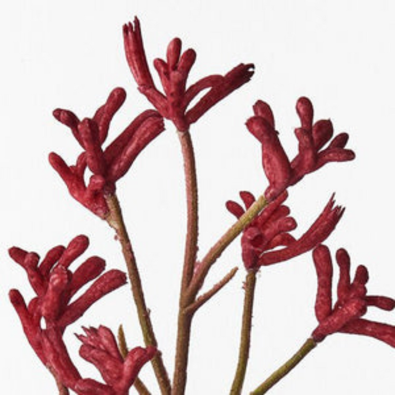 Ronis Kangaroo Paw Burgundy 71cml