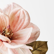 Ronis Magnolia Dusty Pink 66cml