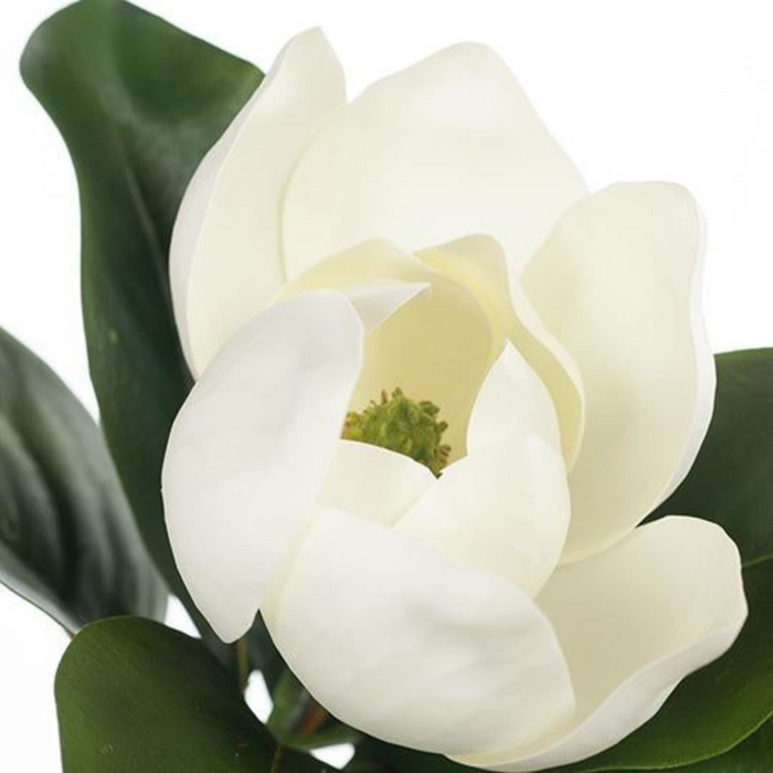 Ronis Magnolia White 68cml