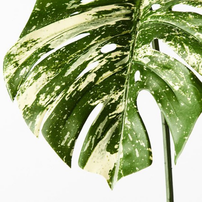 Ronis Monstera Leaf Variegated 80cml