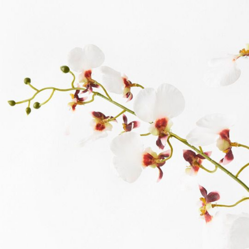 Ronis Orchid Dancing White 98cml