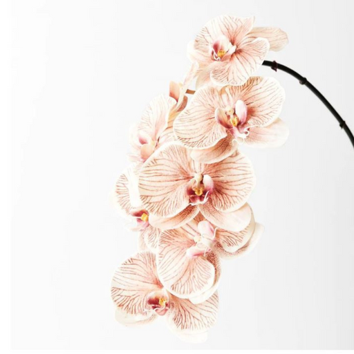 Ronis Orchid Phalaenopsis Infused 96cm x8