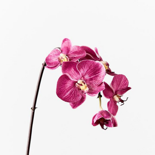 Ronis Orchid Phalaenopsis Infused Mini Fuschia 51cml