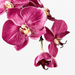Ronis Orchid Phalaenopsis Infused Mini Fuschia 51cml
