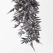 Ronis Palm Areca Hanging Bush Licorice 74cml