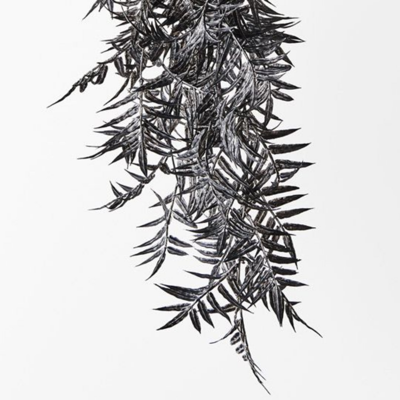 Ronis Palm Areca Hanging Bush Licorice 74cml