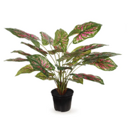 Caladium in Pot Green 48cmh – thumbnail
