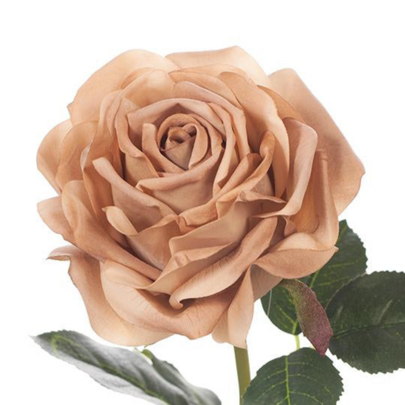 Ronis Rose Bella Coffee 37cml