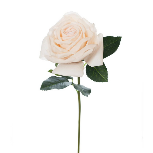 Ronis Rose Bella Ivory 37cml