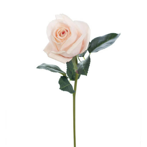 Ronis Rosebud Open Bella Soft Pink 38cml