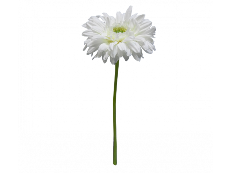 Gerbera White (31cm)