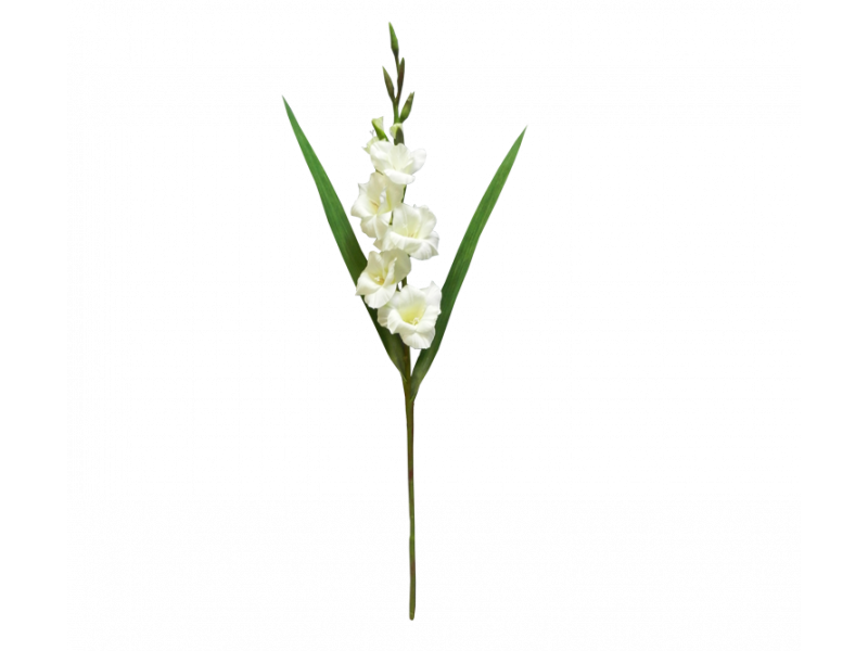 Gladiolus White (84cm)