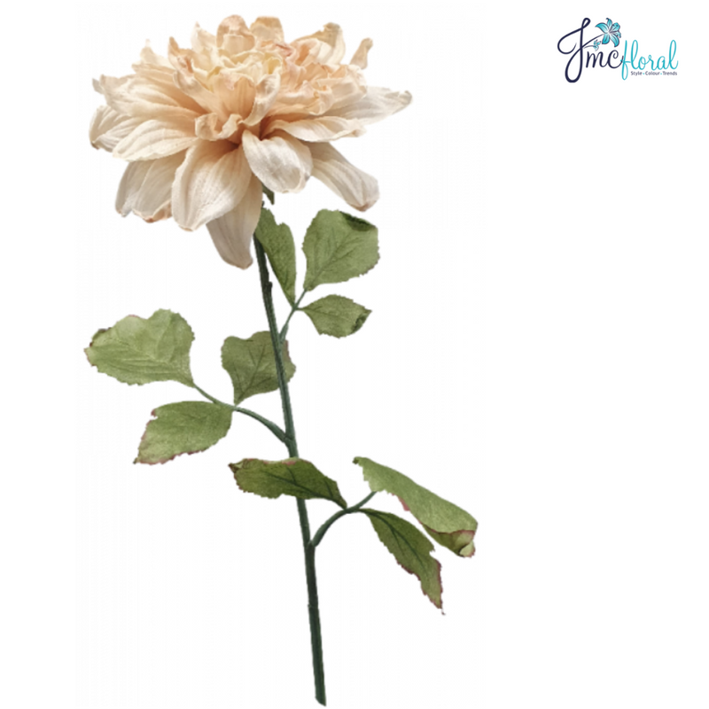 DRIED DAHLIA CREAM