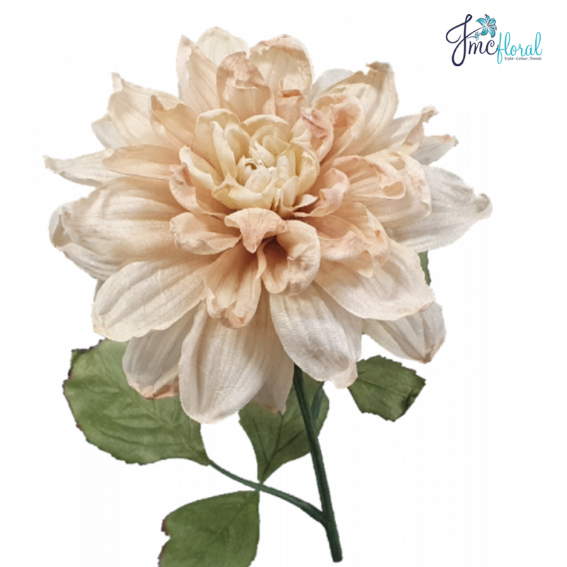 DRIED DAHLIA CREAM