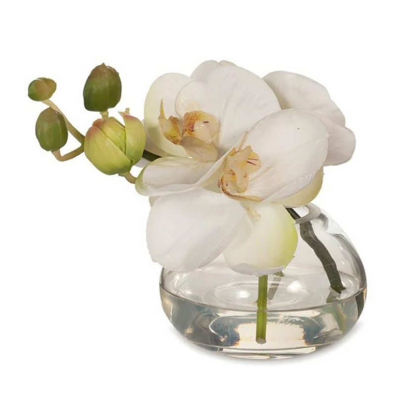 FLOWER DISPLAY Orchid Phalaenopsis in Vase White (13cmH)
