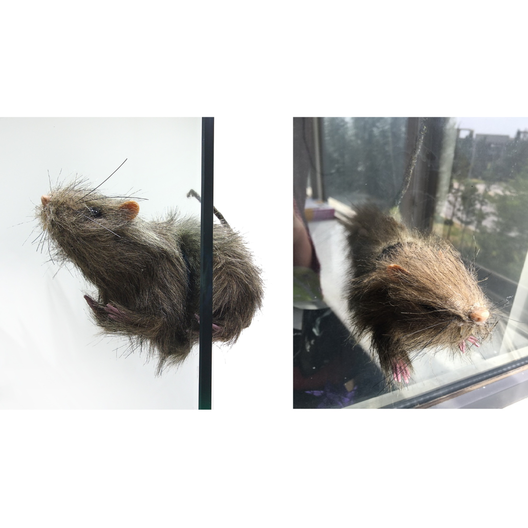 Window Crasher Rat — Ronis