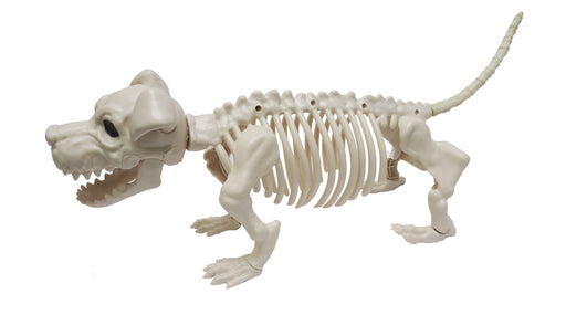Skeleton Corgi Dog 52cm