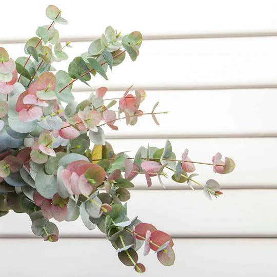 Eucalyptus Silver Dollar Grey Red 86cml