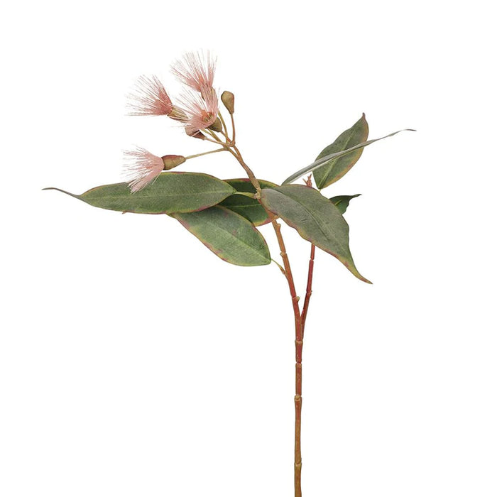 Eucalyptus Flowering Pink 53cml